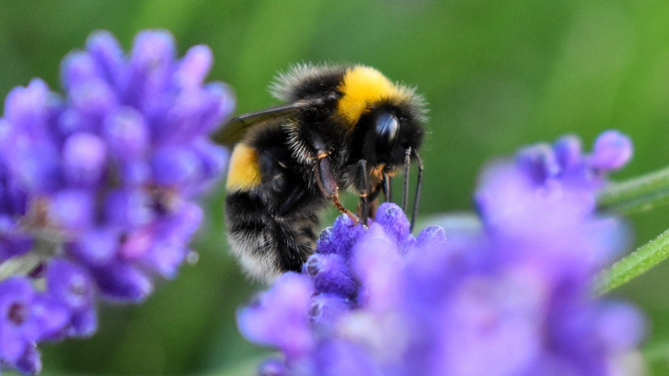 Garden For Wildlife Unveils Line Of Native Plants For Health Conscious garden-for-wildlife-unveils-line-of-native-plants-for-health-conscious